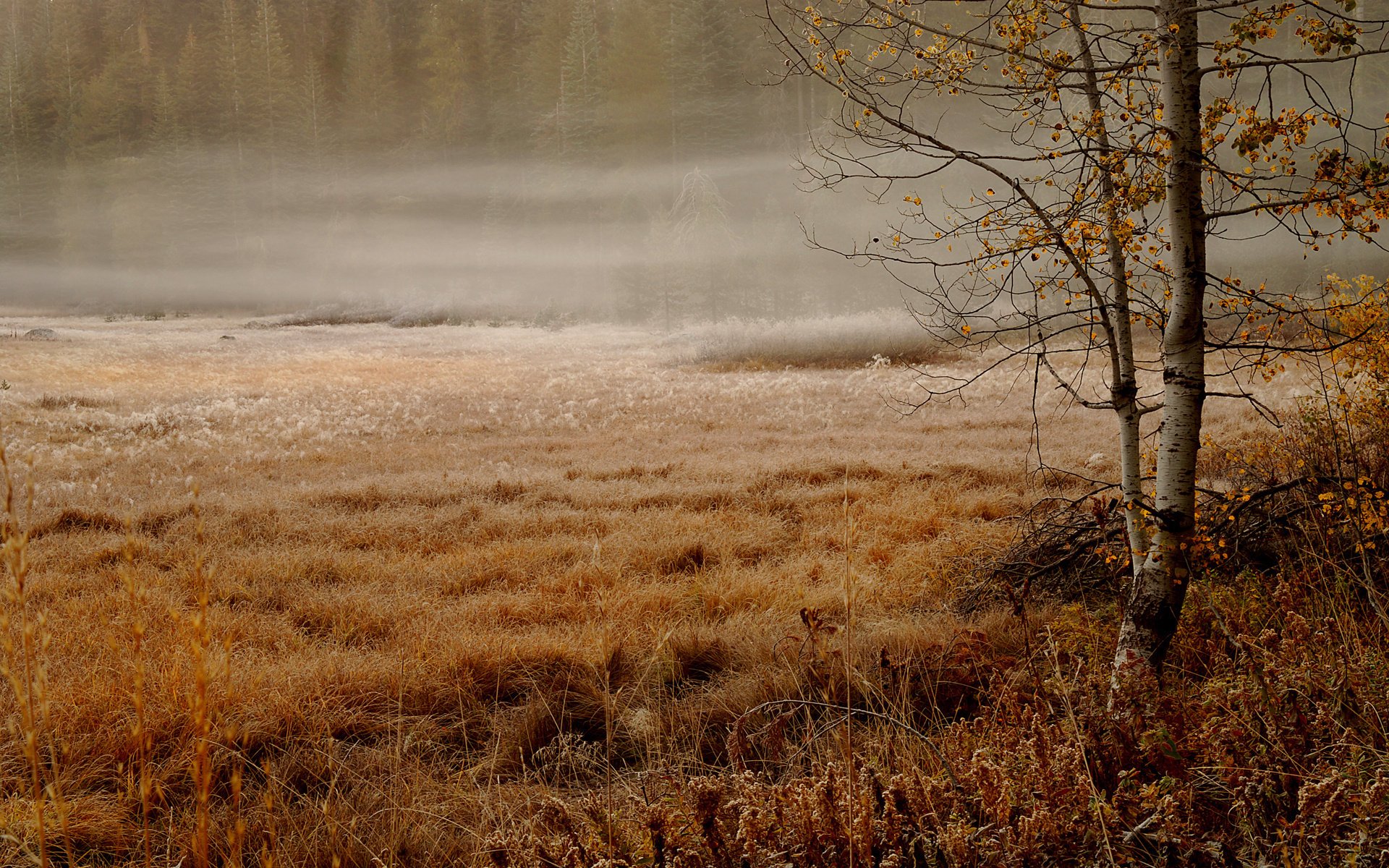 birke nebligen morgen herbst kräuter fichte dunst wald