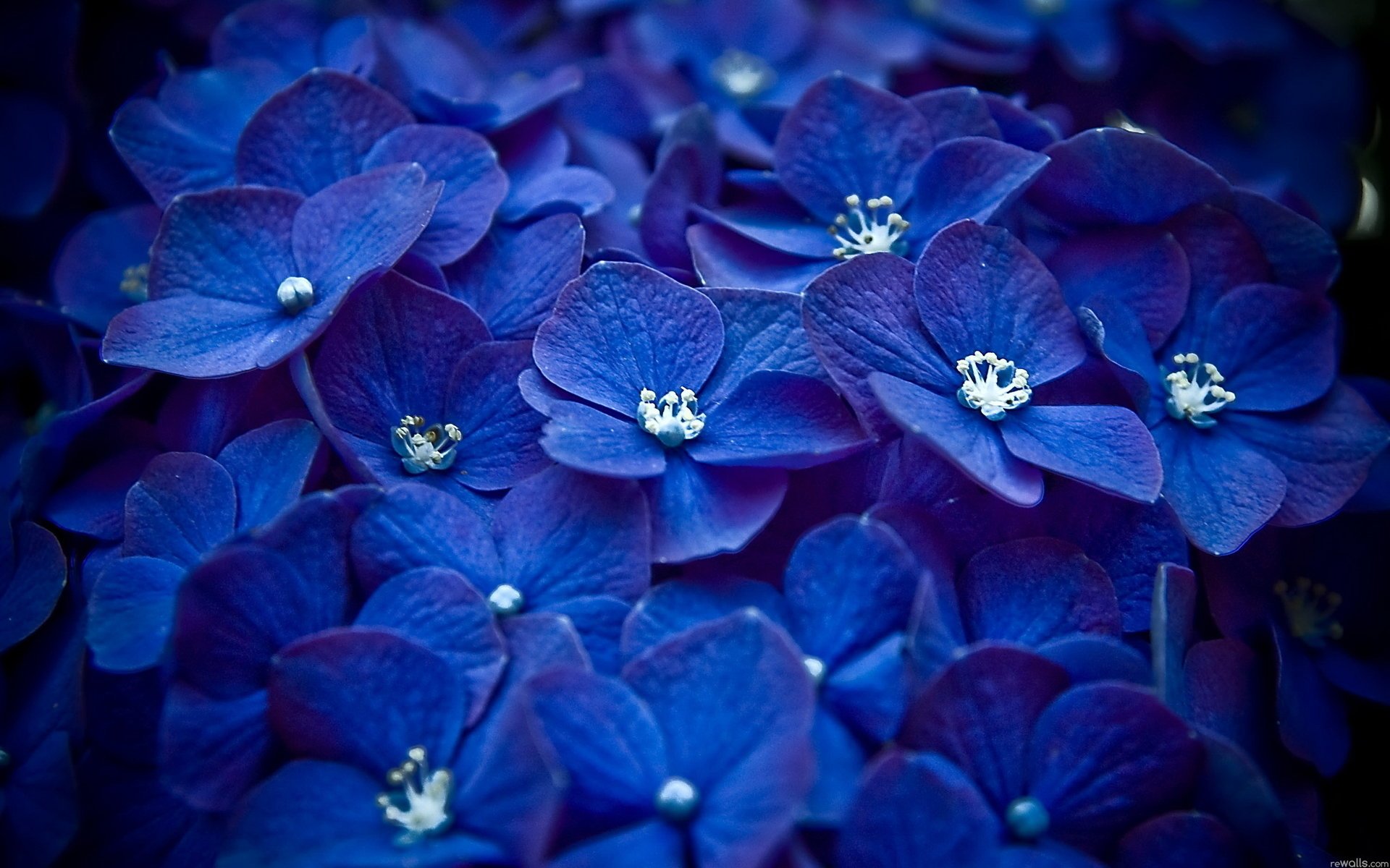 blumen makro blau blütenblätter viele