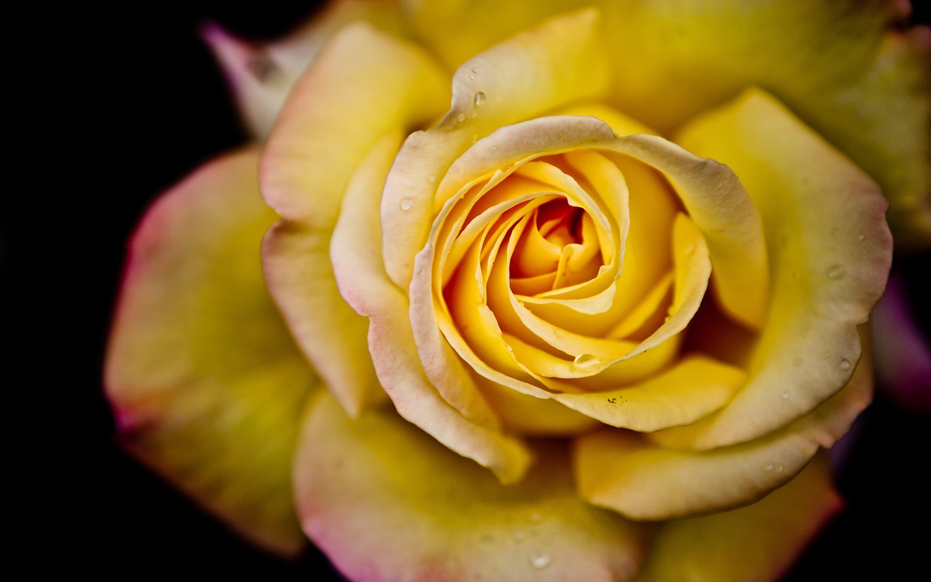 flor macro pétalos flor agua rose gotas macro rosa