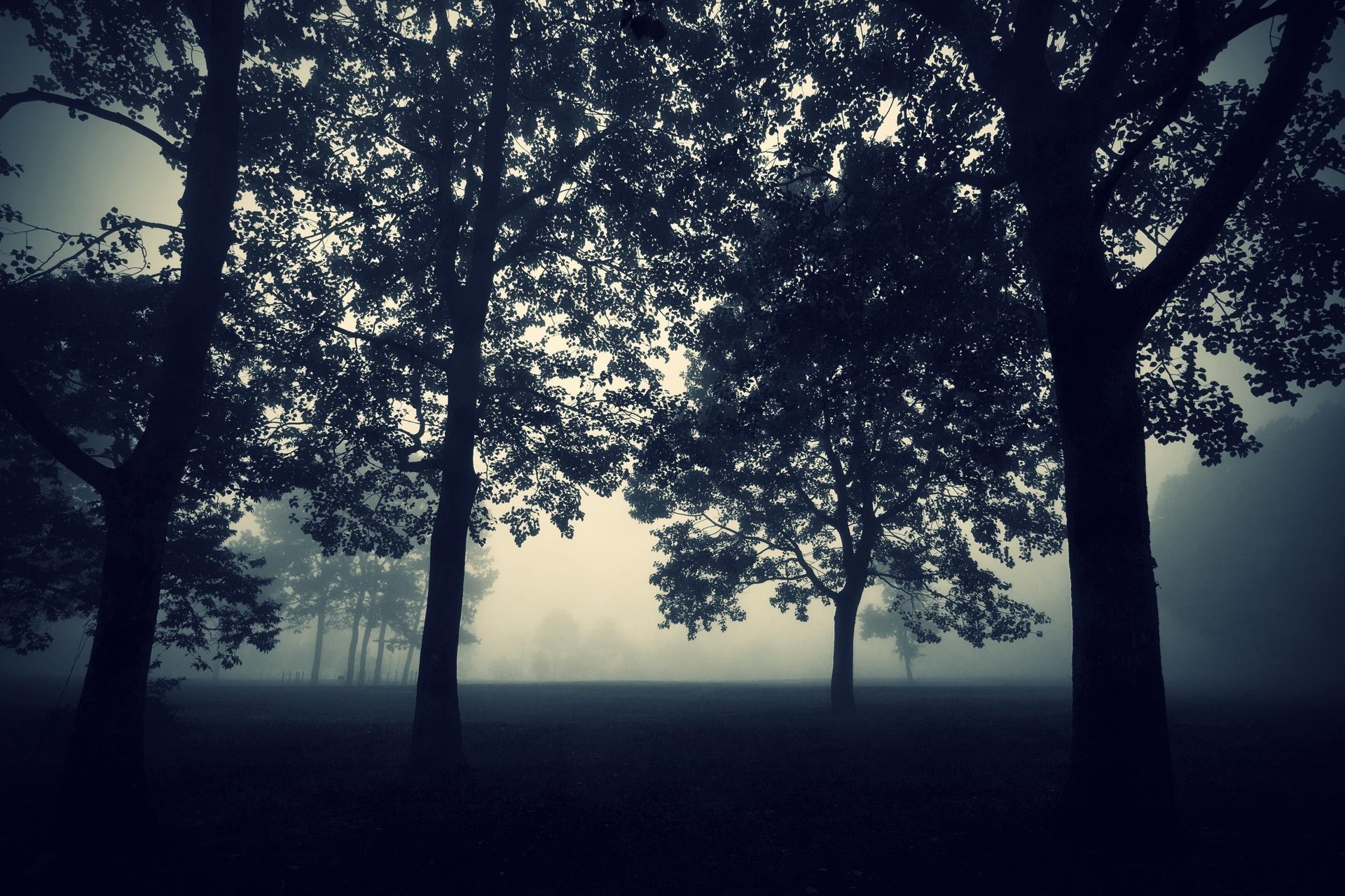 trees twilight mystic the darkness fog the evening nature