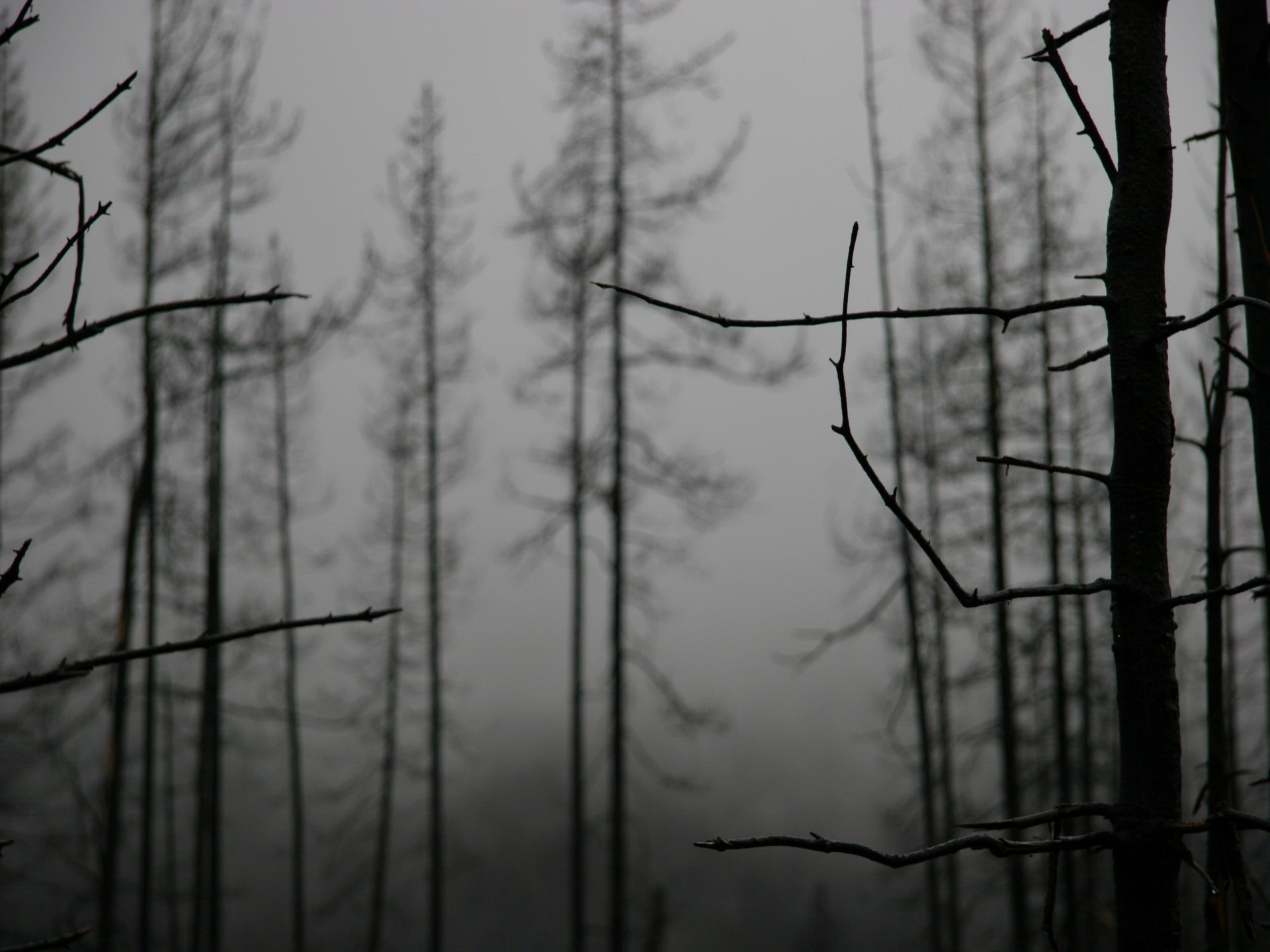 branches arbres brouillard