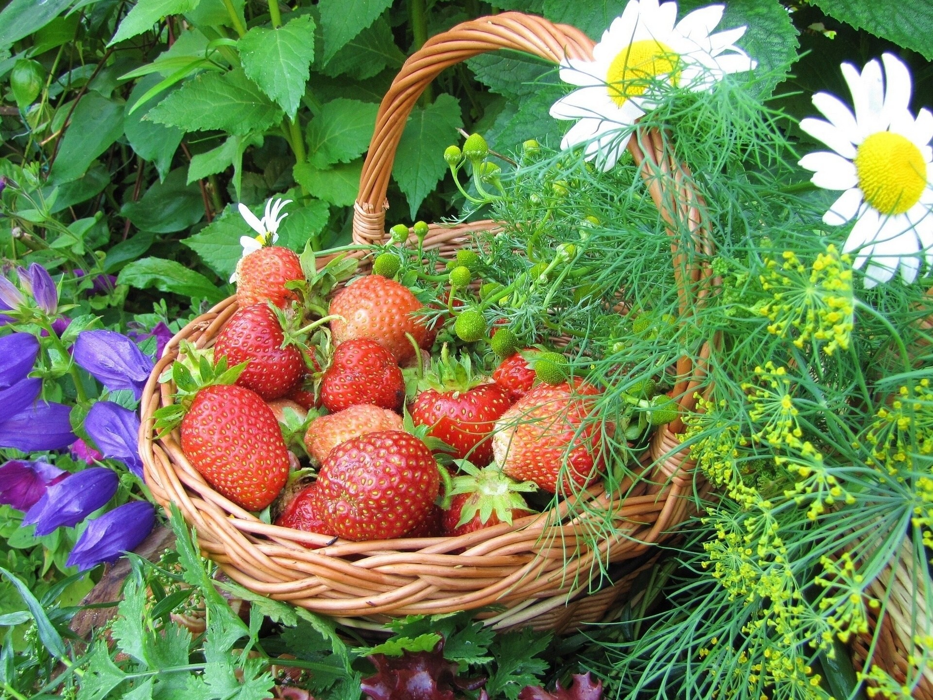 gänseblümchen korb beeren erdbeeren blumen