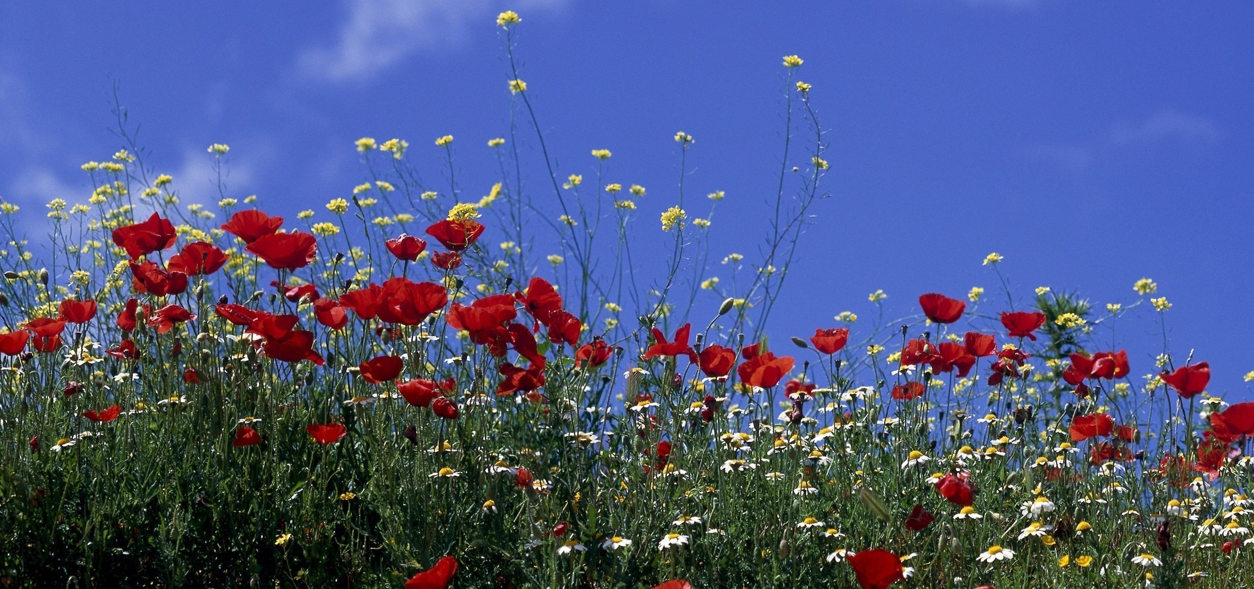 papaveri fiori campo sole cielo margherite