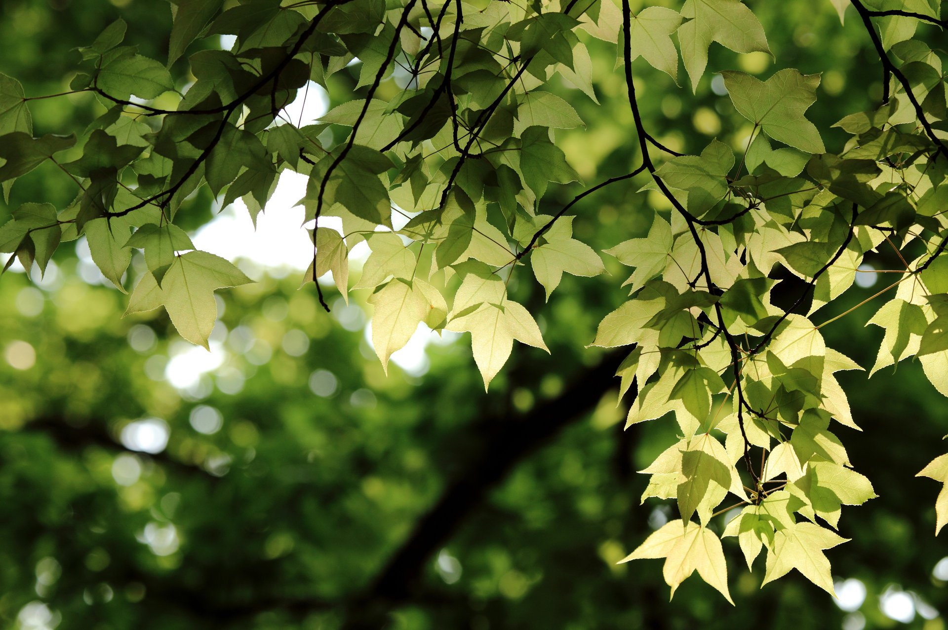 zweige blätter bokeh zweige grüns