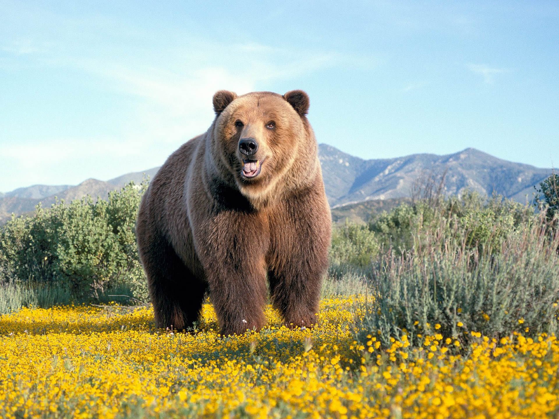 mischa bär teddybär berg feld wallpaper gänseblümchen hintergrundbilder