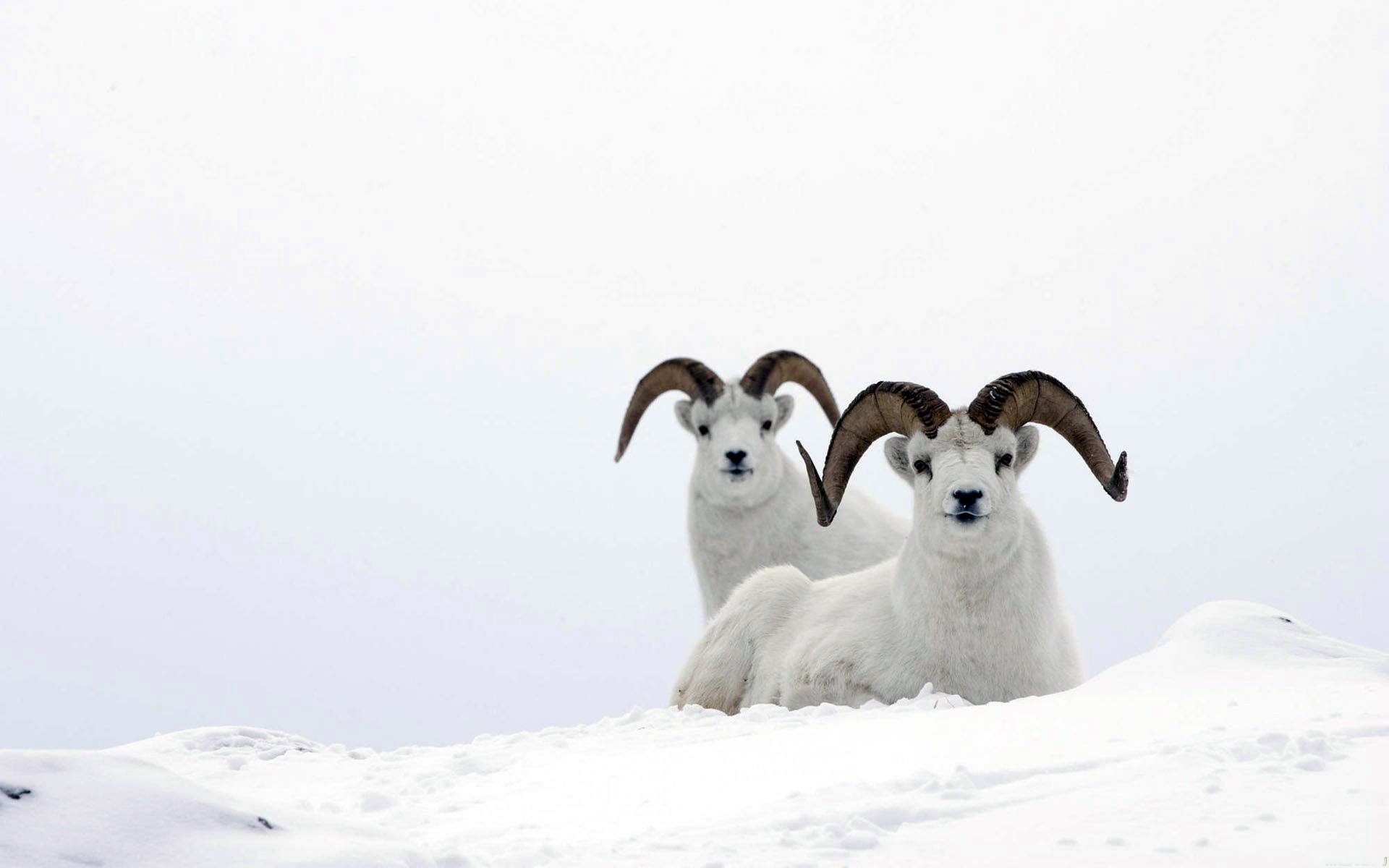 bélier sheep ram de montagne blanc neige