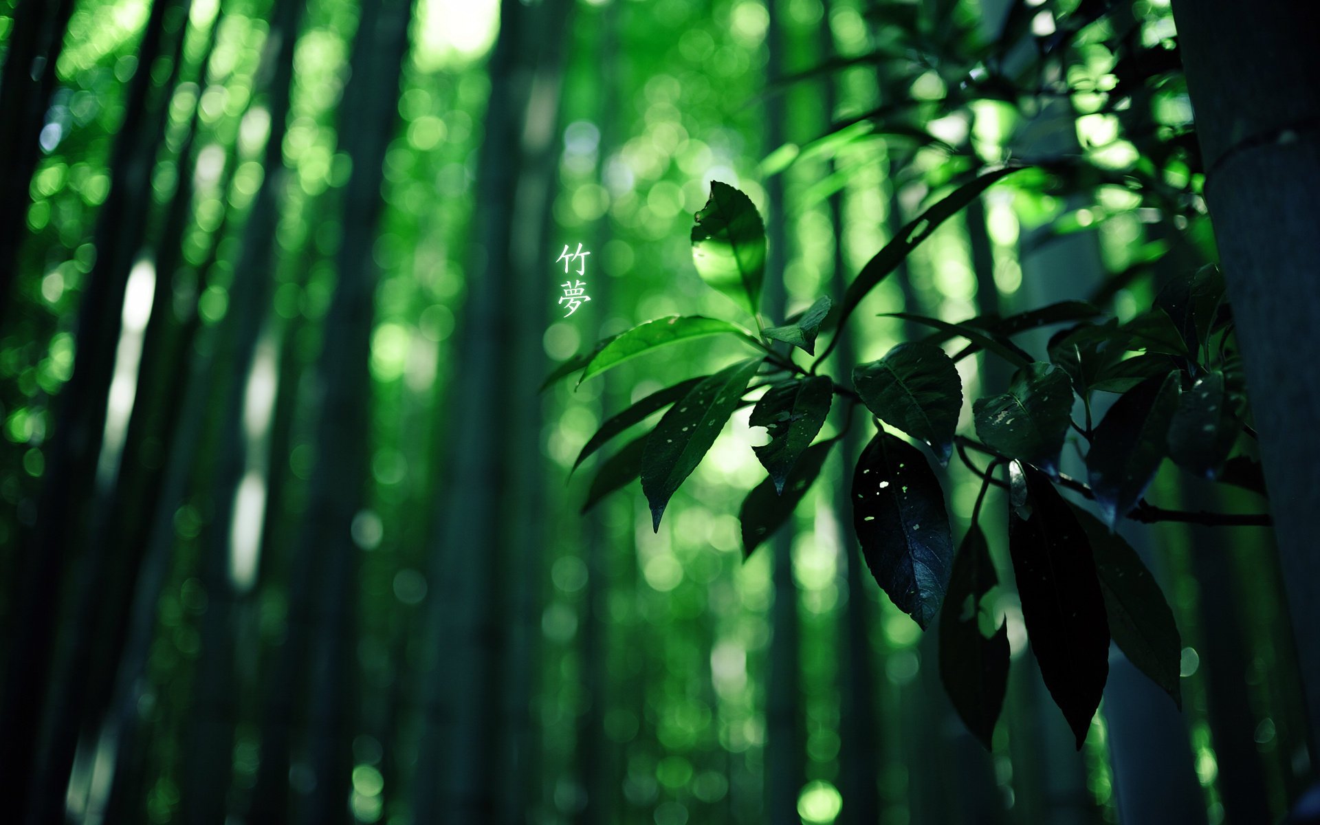 foresta geroglifici bambù colore verde