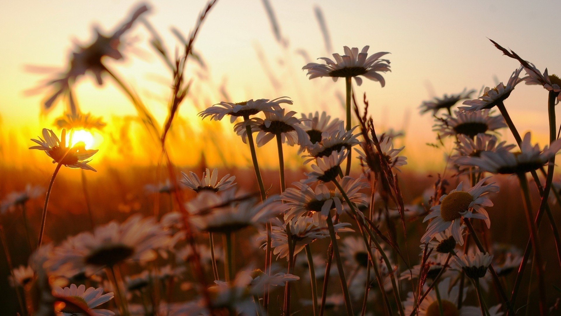 erba tramonto natura margherite fiori