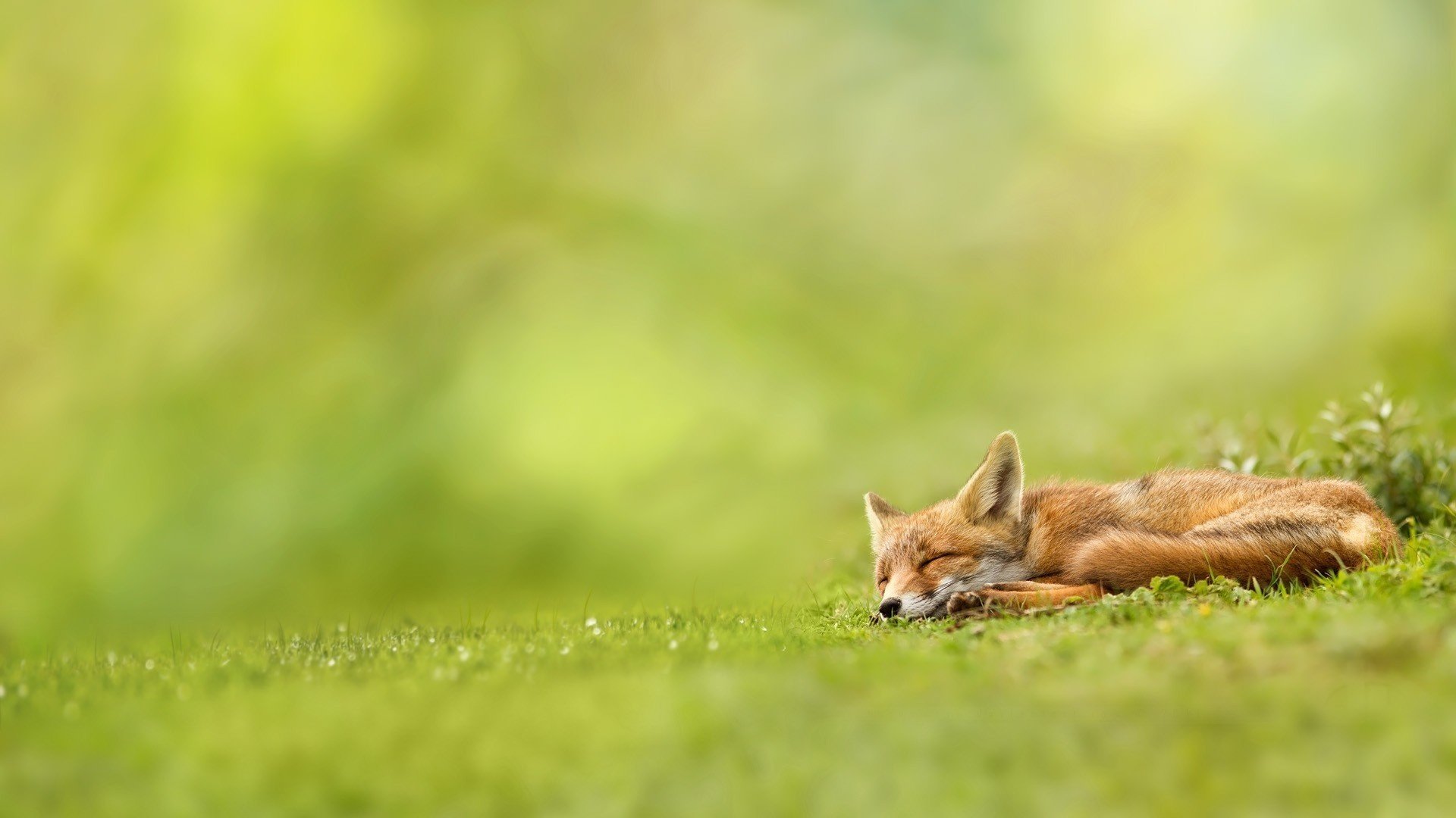 fox nature sleeping fox red grass greenery