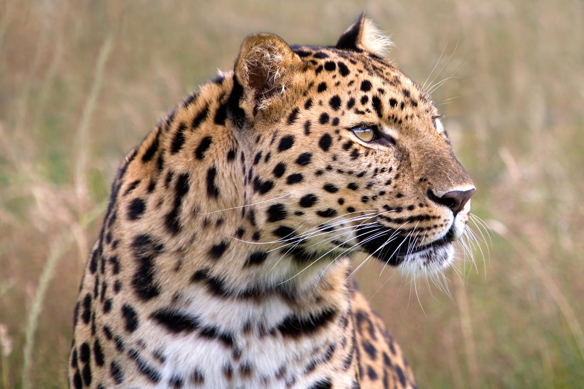 leopard jagd blick