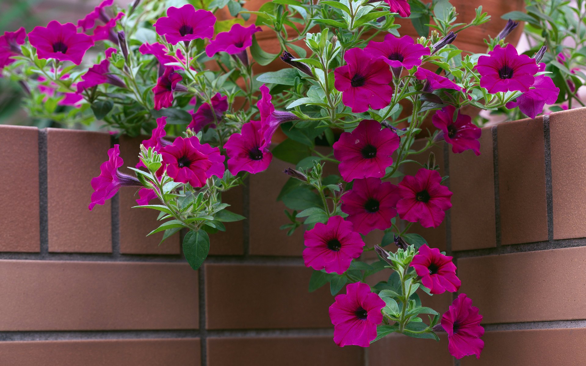 angle flowers pot brick petunia