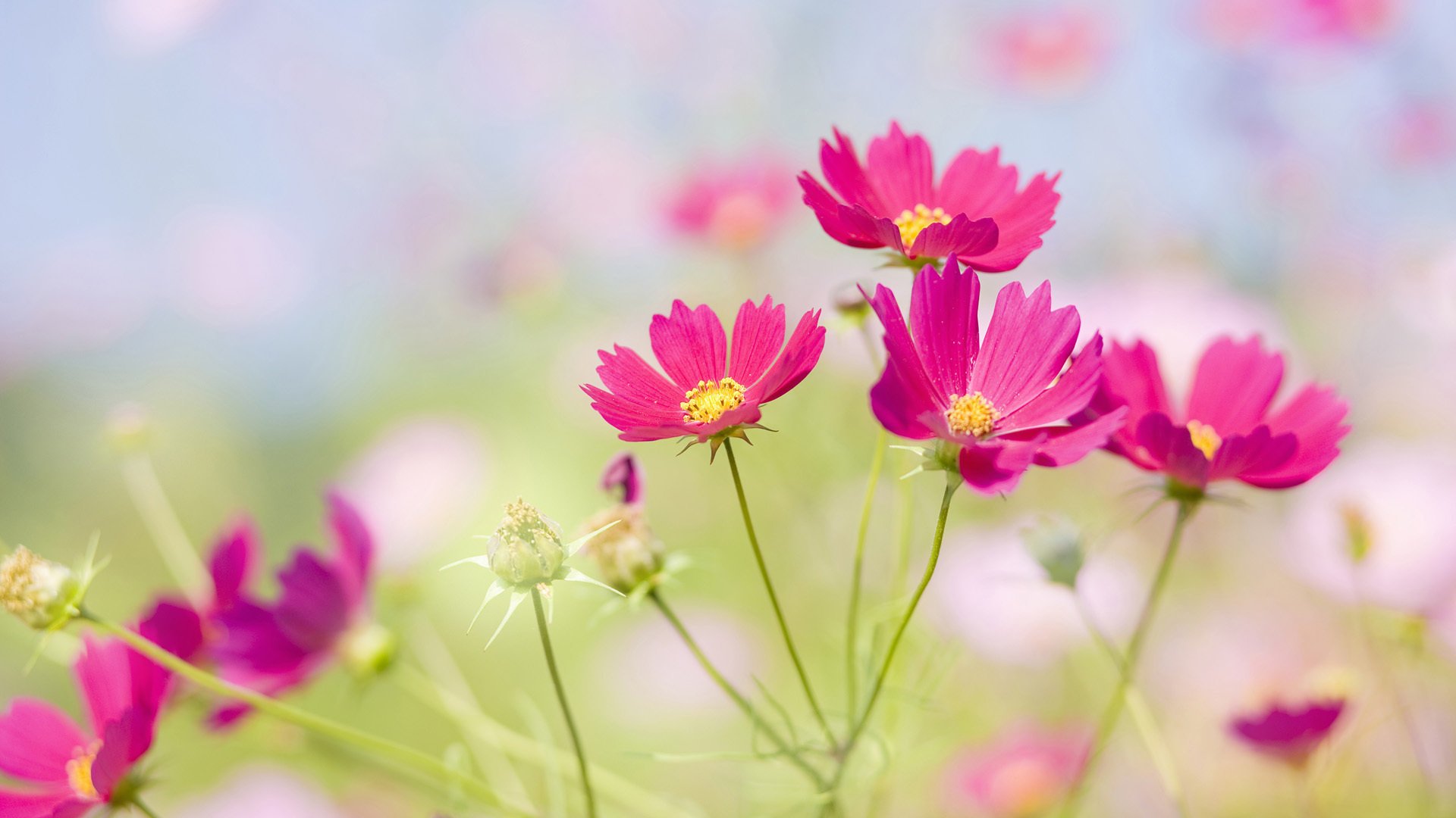 flowers glade flower meadow flower petal