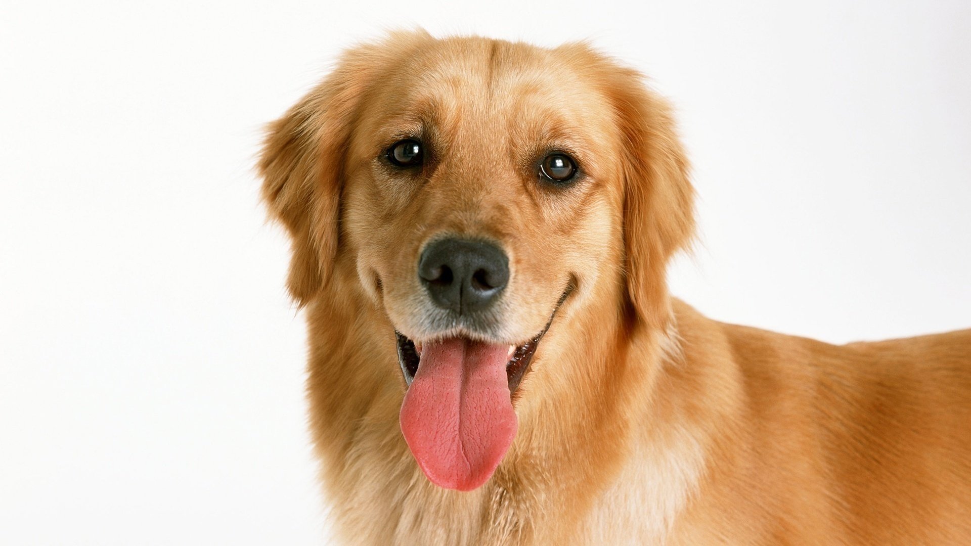 retriever zunge hund schnauze golden hund