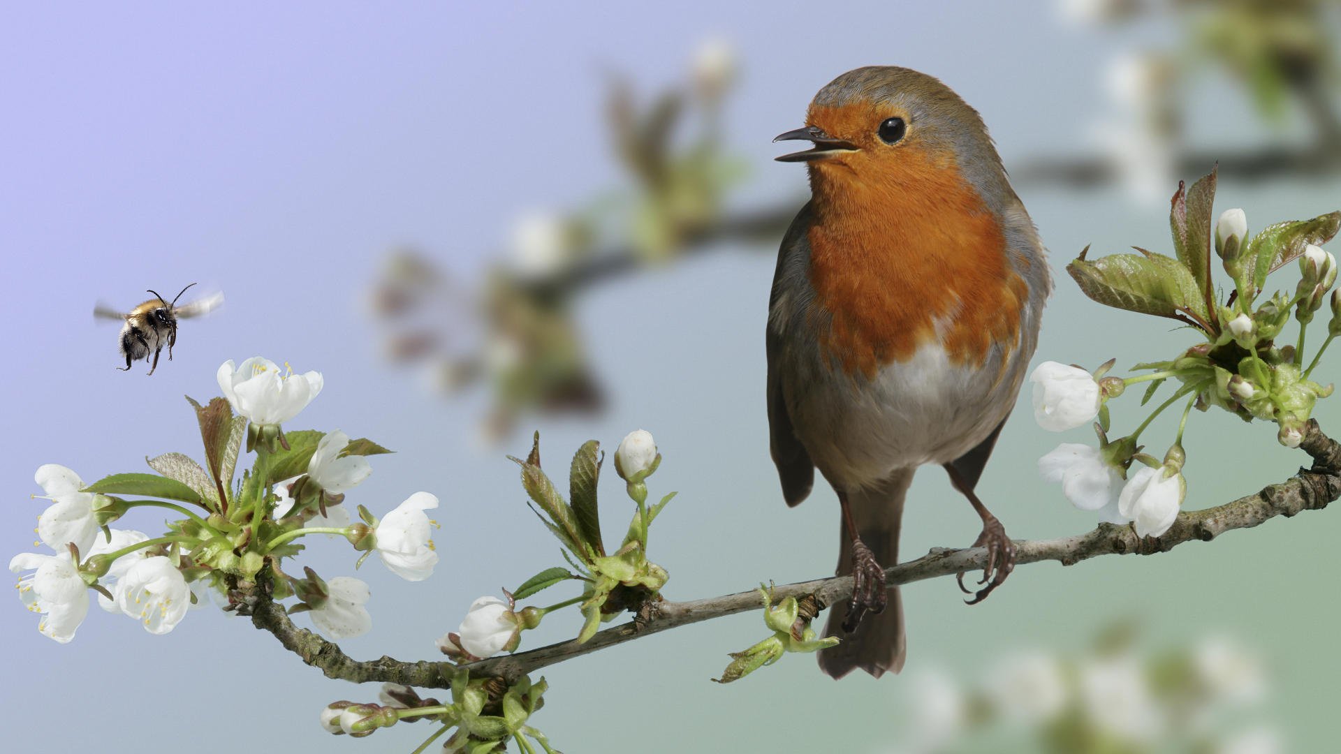 bird macro branch flowering bird