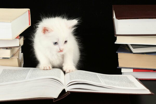 Chaton blanc examine les livres