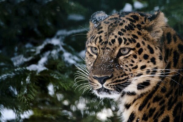 Leopard im verschneiten Wald auf Tannenhintergrund