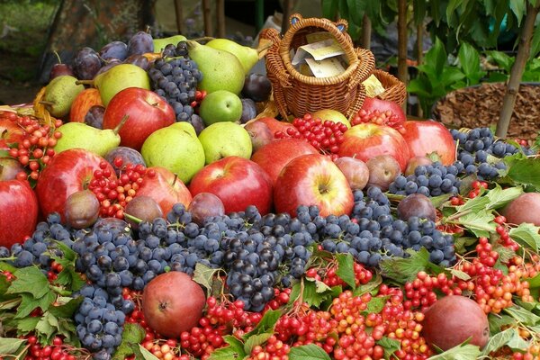 Raccolto di frutta e bacche all aperto