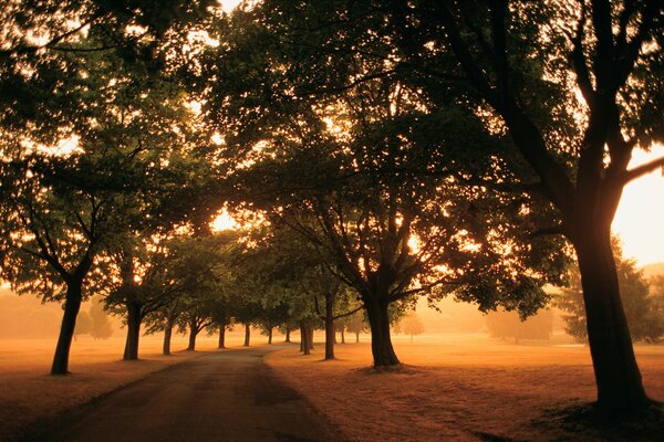 Sunny foggy morning in the forest