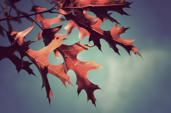 Hojas de otoño en macro tiro