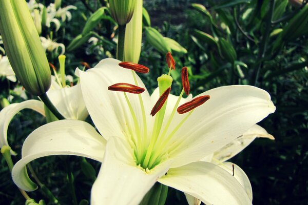 Reina de las flores-ojo fascinante lirio blanco