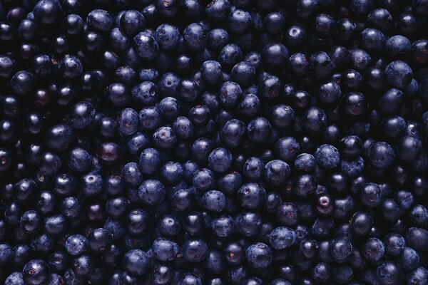 Large blueberries for the whole background