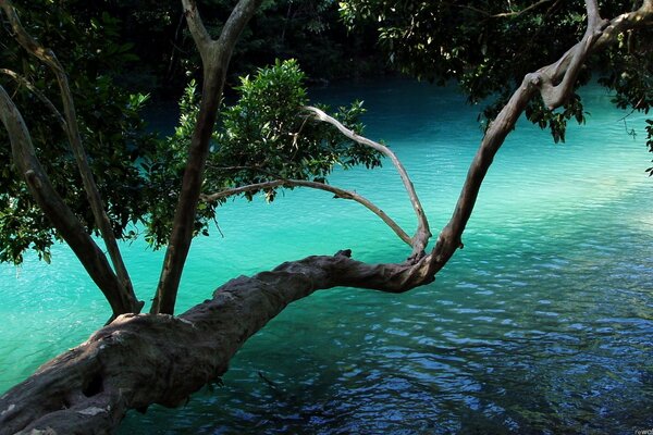 Un árbol viejo admira su reflejo en el río