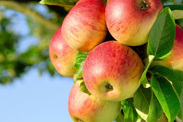 Manzanas maduras en una rama con hojas verdes