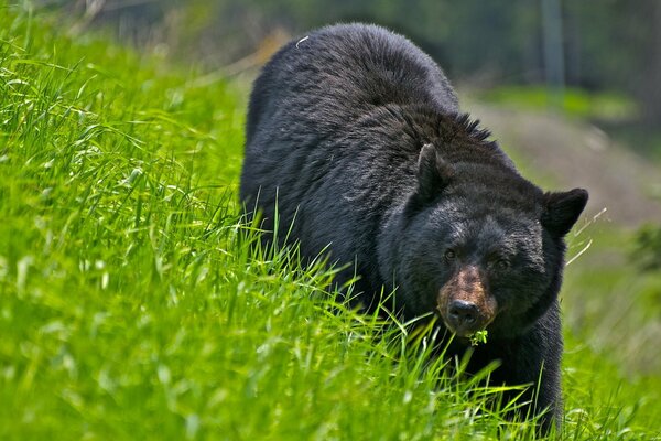 Ours noir marche sur l herbe verte
