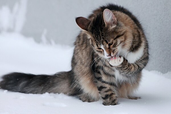 El gato se regocija con la primera nieve