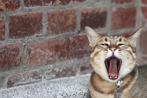 Verschlossene Katze gähnt vor Langeweile