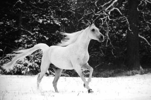 A white horse runs across a snowy field