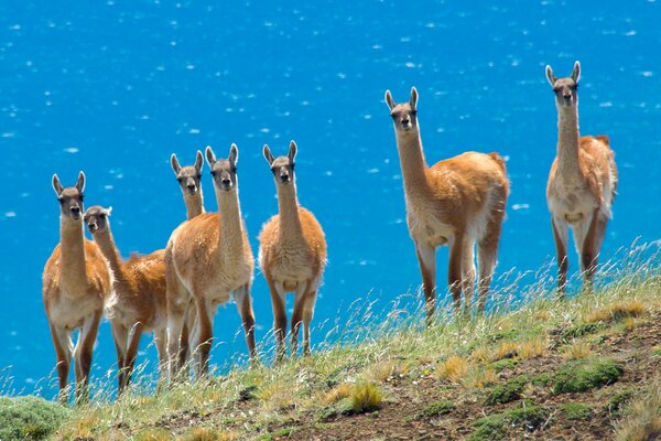 A herd of curious llamas on the background of the steppe and the sea