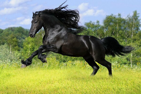 A black horse gallops on the green grass