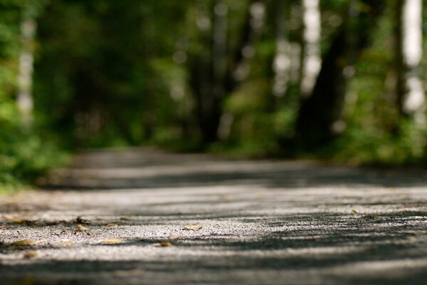 Ein sauberer Waldweg vor einem ereignisreichen Tag