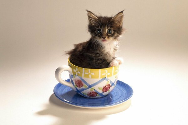 A kitten sitting in a cup and saucer