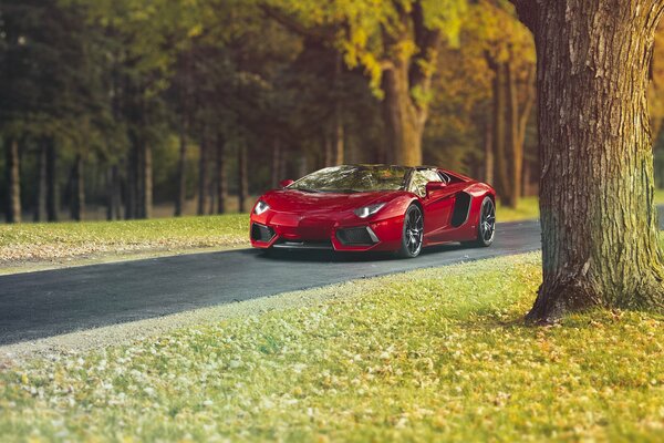 Lamborghini rouge sur fond de forêt