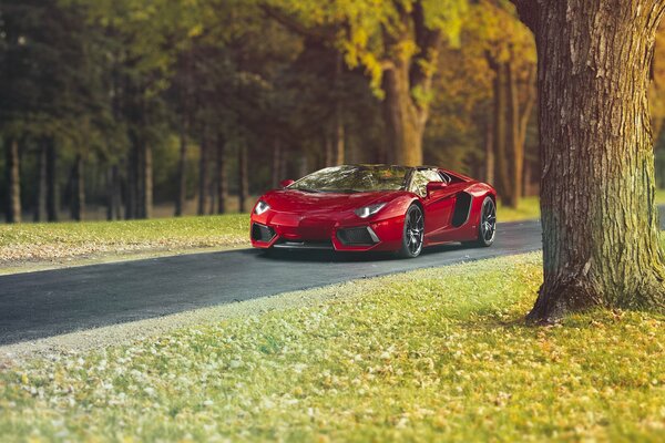 Rosso Lamborghini su sfondo foresta