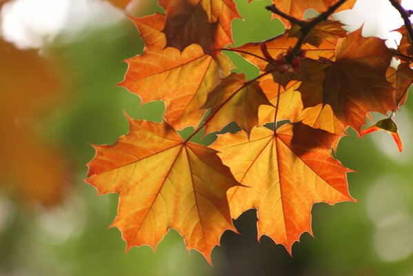 Las hojas de arce de otoño cuelgan de una rama