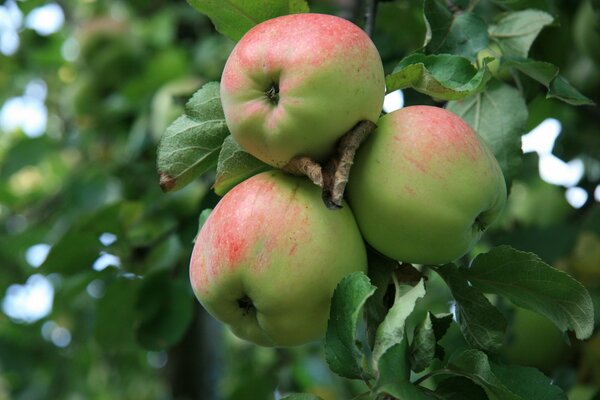 Äpfel auf einem Ast im Apfelgarten