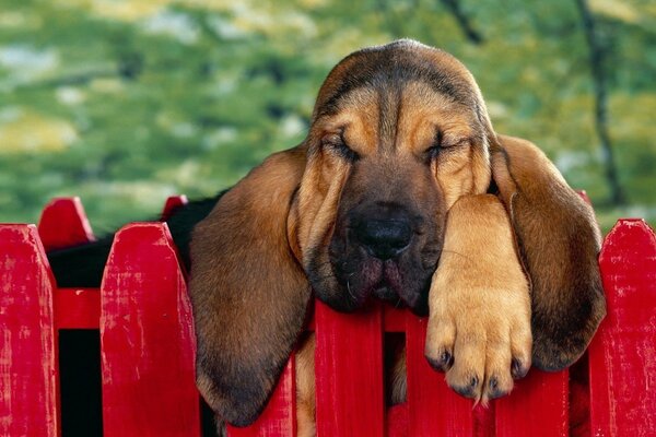 The Bloodhound hanging his ears on the fence