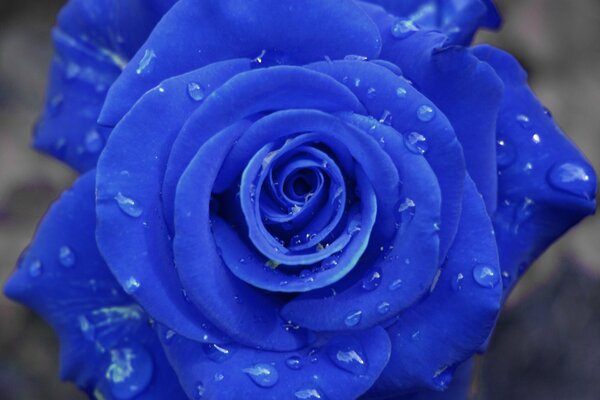 Gotas de rocío en una rosa azul