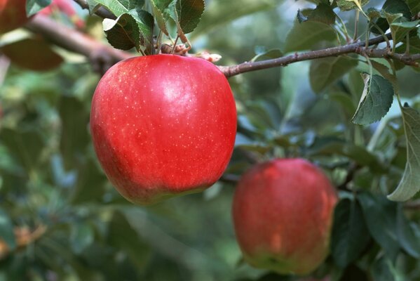 Pomme mûre rouge suspendue sur une branche