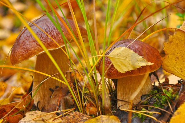 Gros plan de prise de vue des feuilles d automne et les champignons dans l herbe