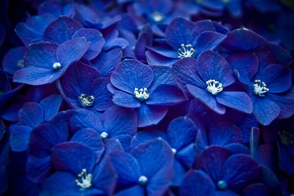 Lots of blue flowers with blue centers