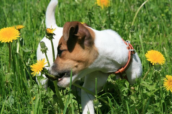 Jack Russell puppy biting dandelions