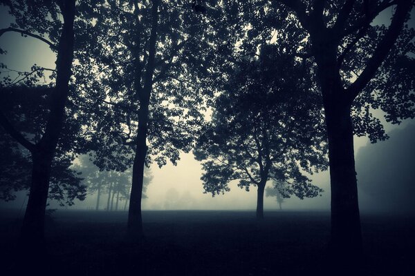 Soirée mystique parmi les arbres dans le brouillard