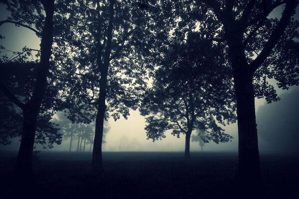 Mistyczny wieczór wśród drzew we mgle
