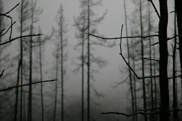 Forêt sombre dans le brouillard