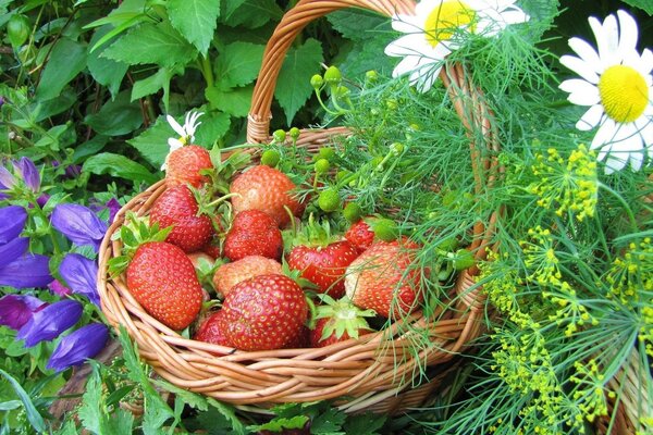 Fragole rosse in un cestino intrecciato