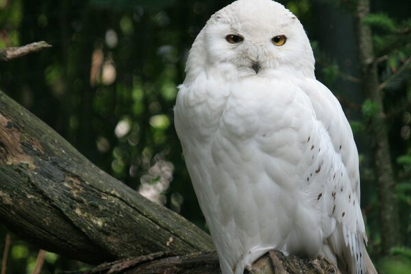 A snowy owl sits on a big bitch